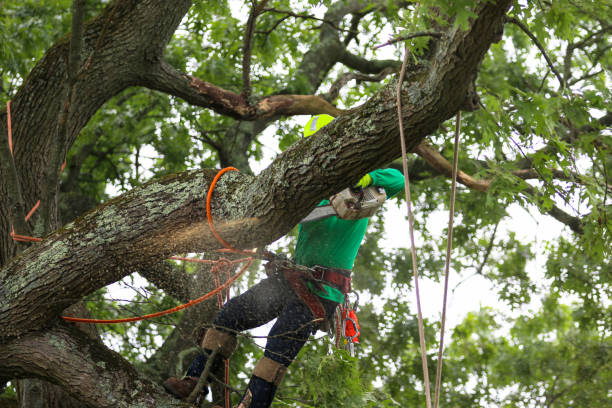 Jarales, NM Tree Care Company